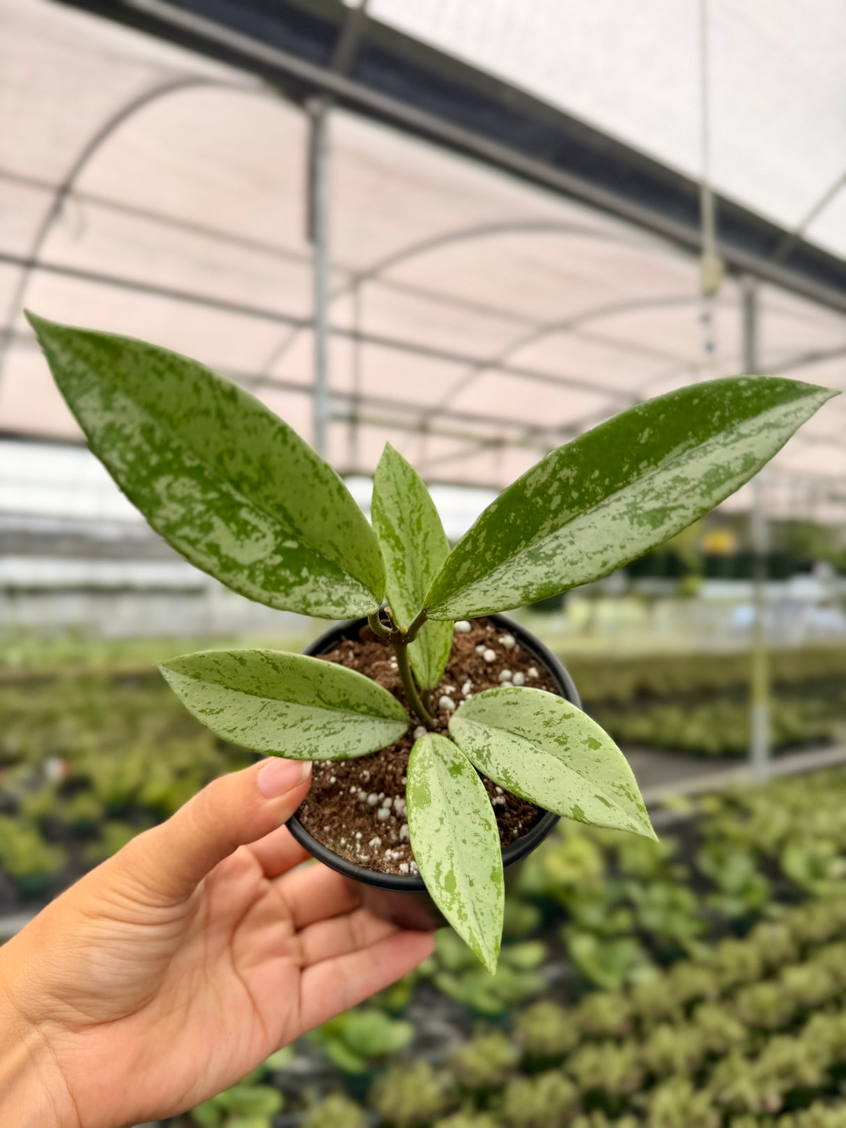 4" Hoya pubicalyx 'Silver Ghost'