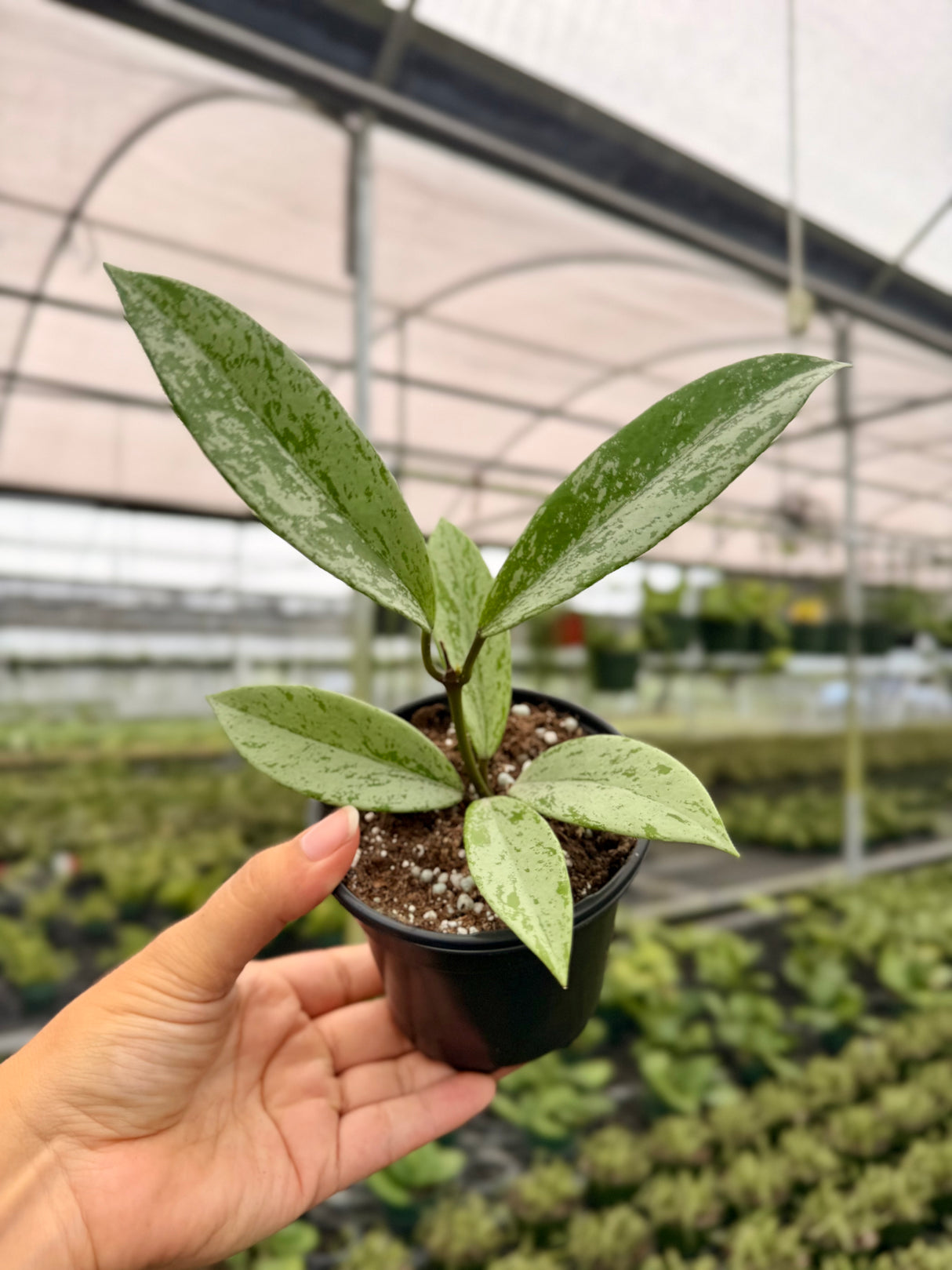 4" Hoya pubicalyx 'Silver Ghost'