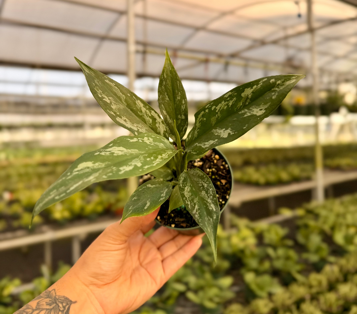 4" Aglaonema 'Maria'