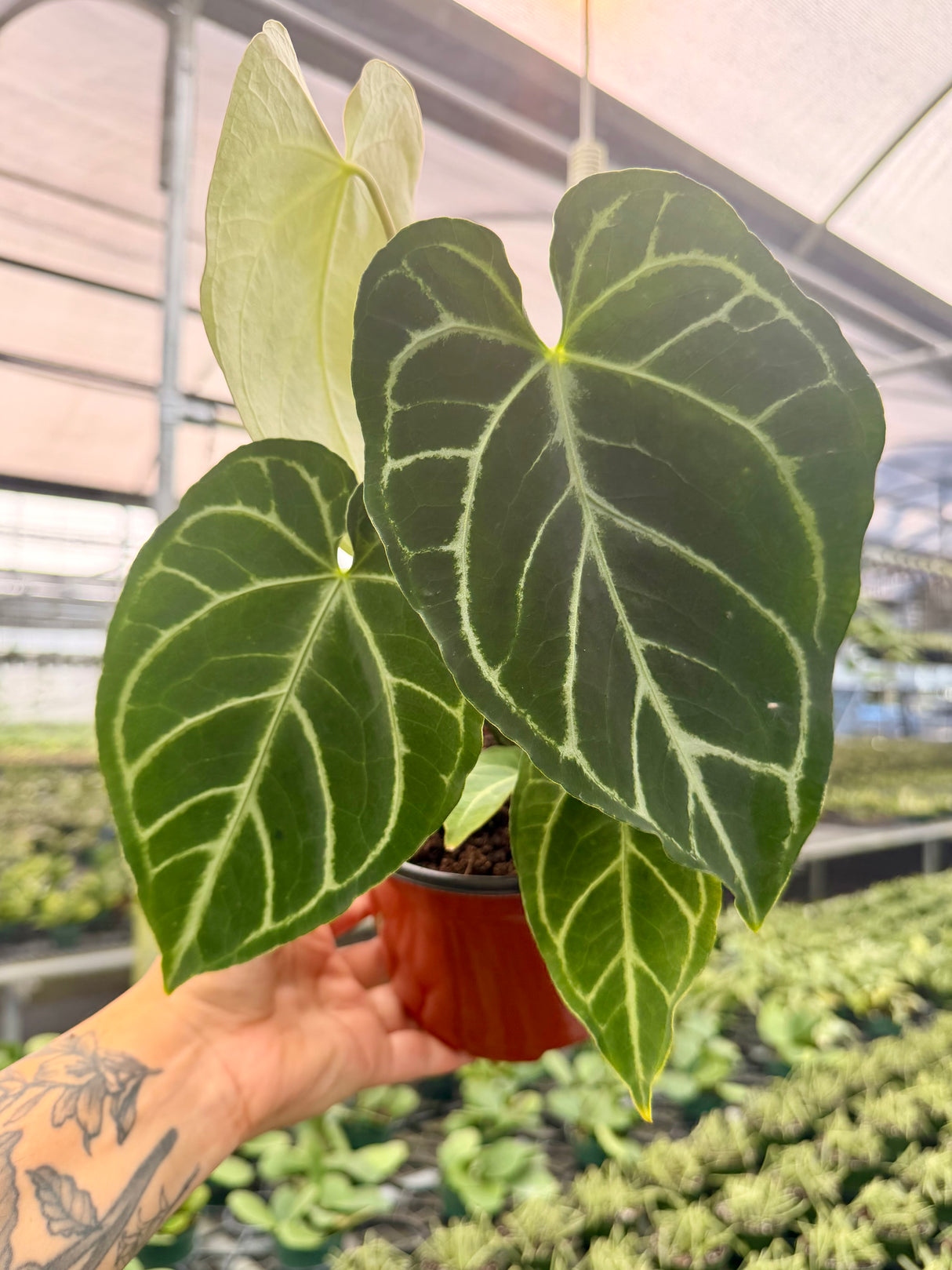6” Anthurium regale x crystallinum