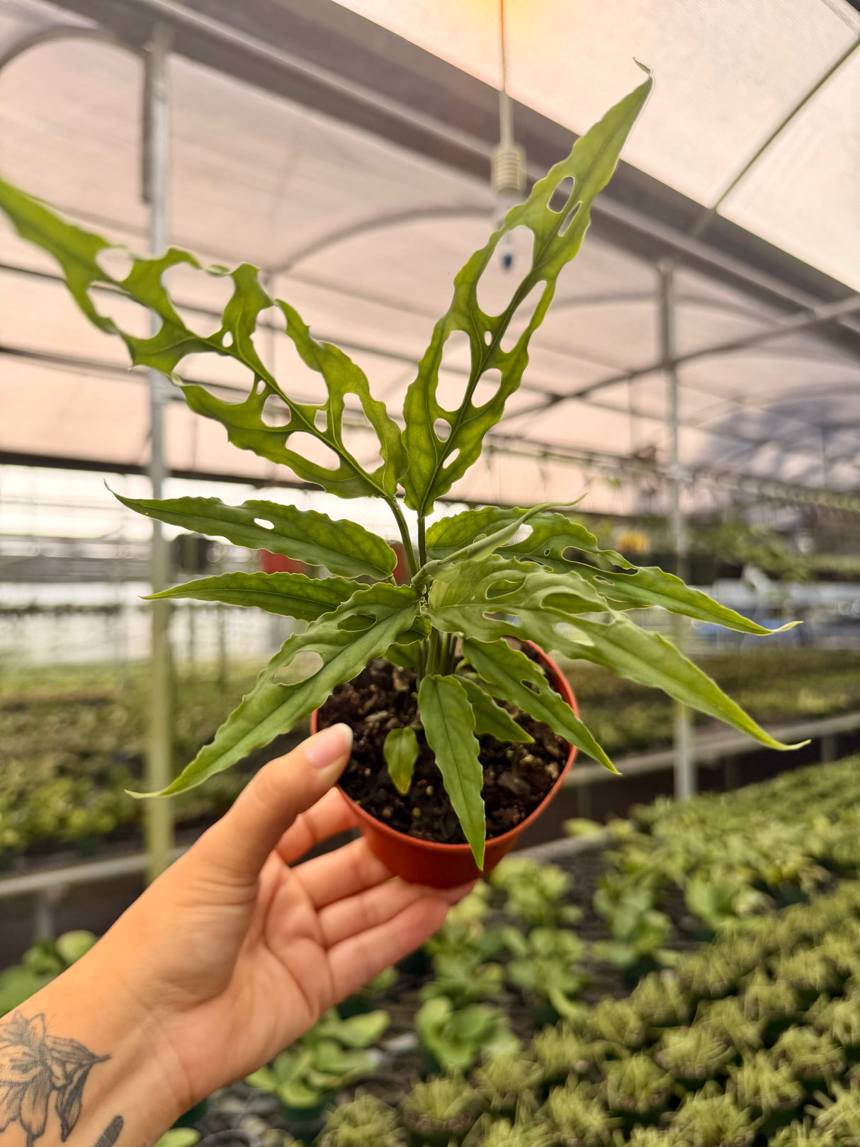 2” Monstera obliqua sp. Peru - Canopy Plant Co.