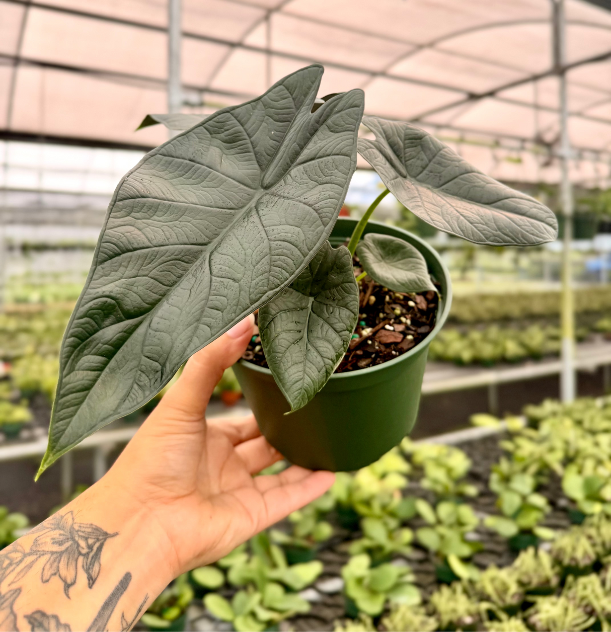 6" Alocasia 'Dragon Wings' ('Dragon Scale' x scalprum)