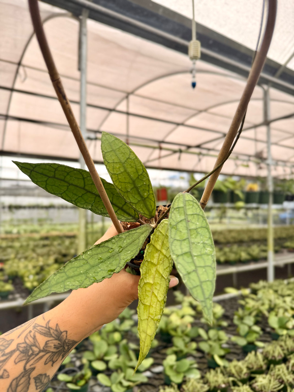 3" Hoya clemensiorum
