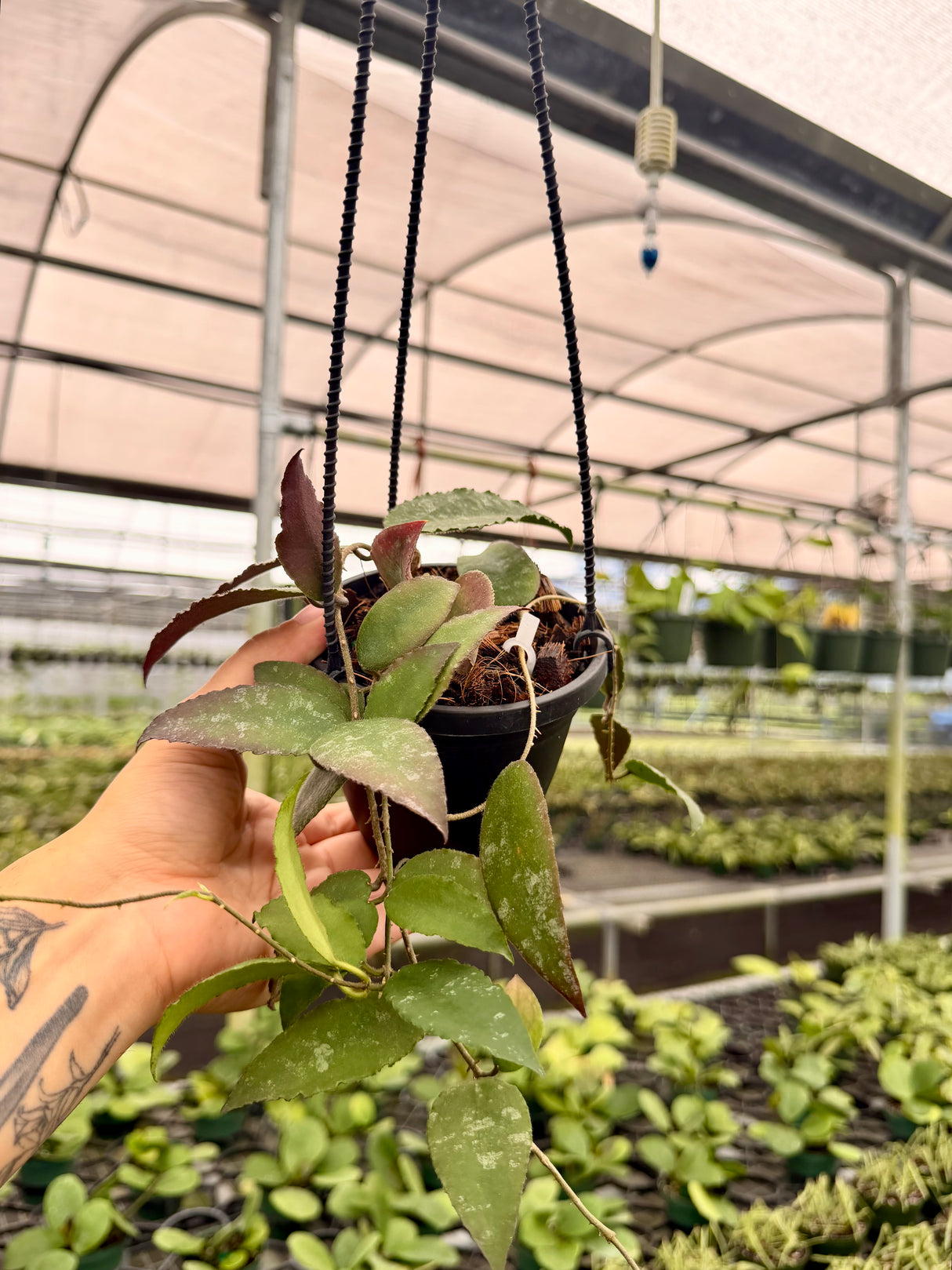 4" Hoya caudata hanging basket - Canopy Plant Co.