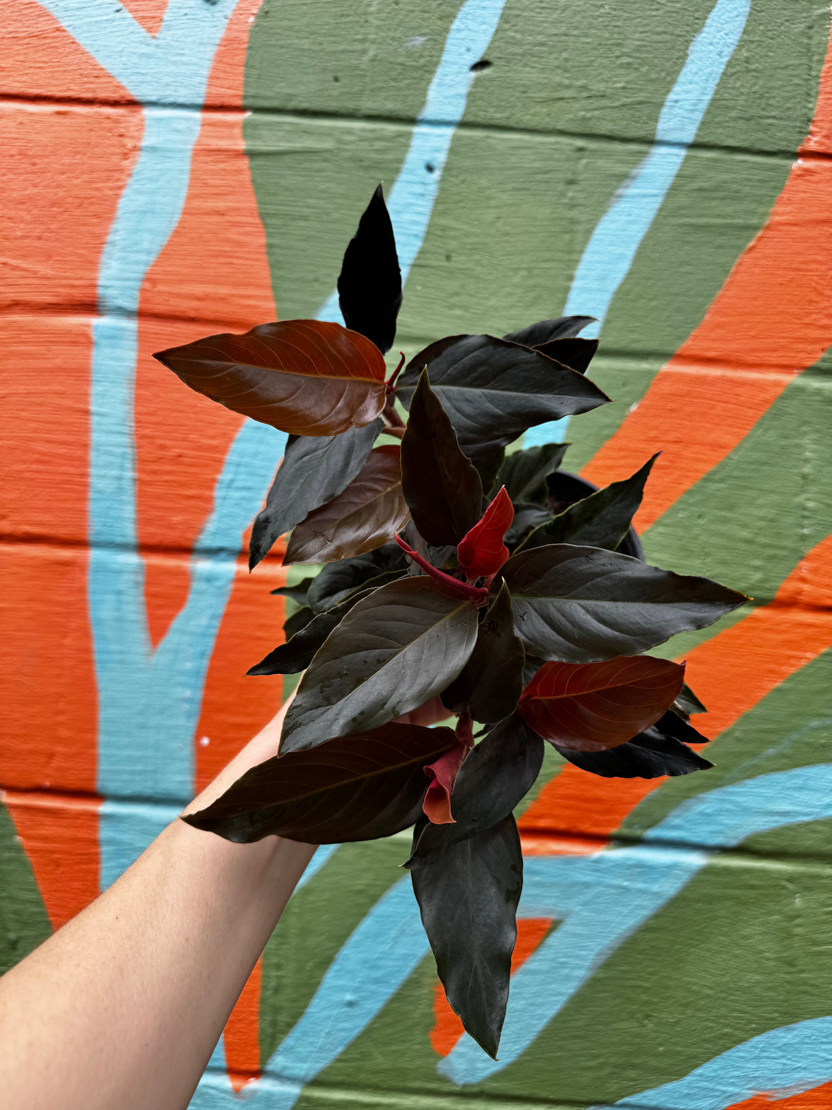 6" Rhodospatha sp. 'Rojo' - Canopy Plant Co.