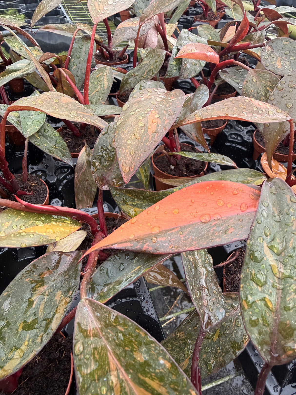 2" Philodendron 'Orange Princess cv. Sun Spot' - Canopy Plant Co.