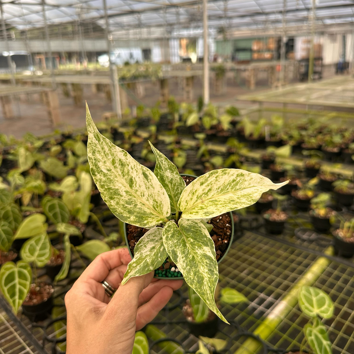 4" Anthurium hookeri 'pink variegated'  Canopy Plant Co.