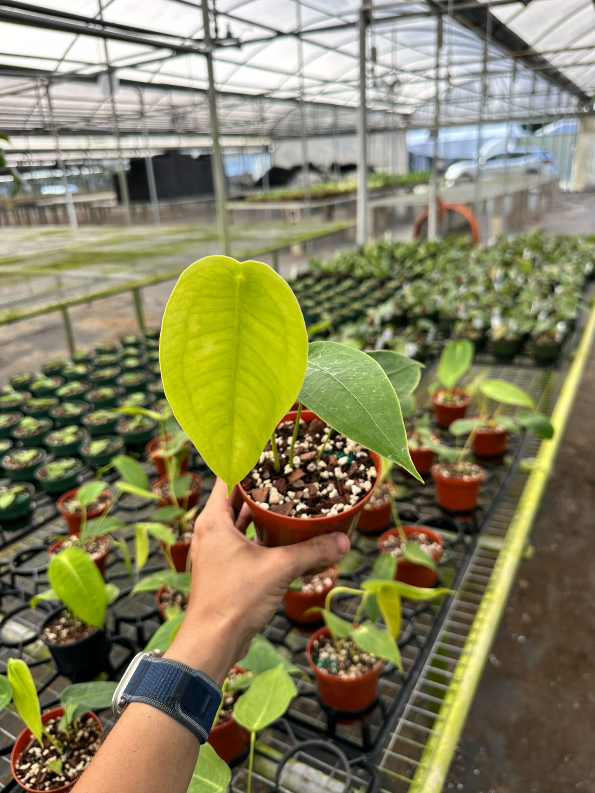 4" Anthurium peltigerum - Canopy Plant Co.
