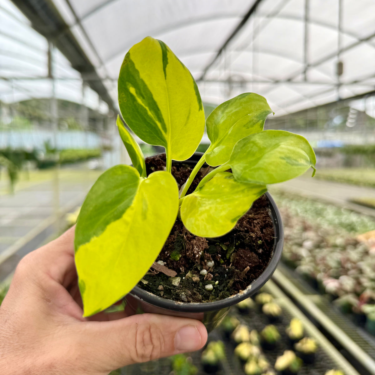 pothos neon 4" Pothos 'Neon Joy' – Canopy Plant Co