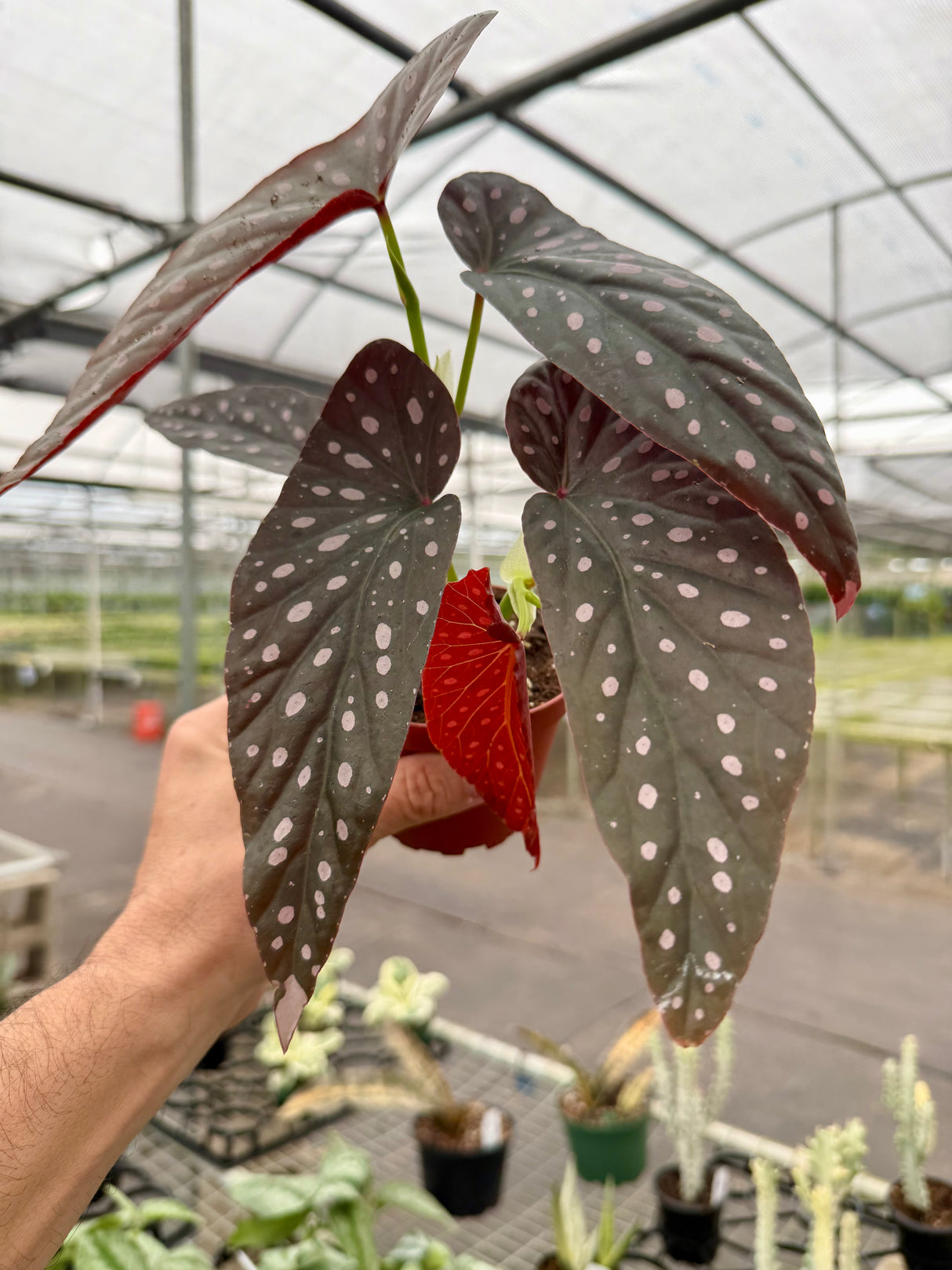 4" Begonia 'Harmony’s Dark Star'