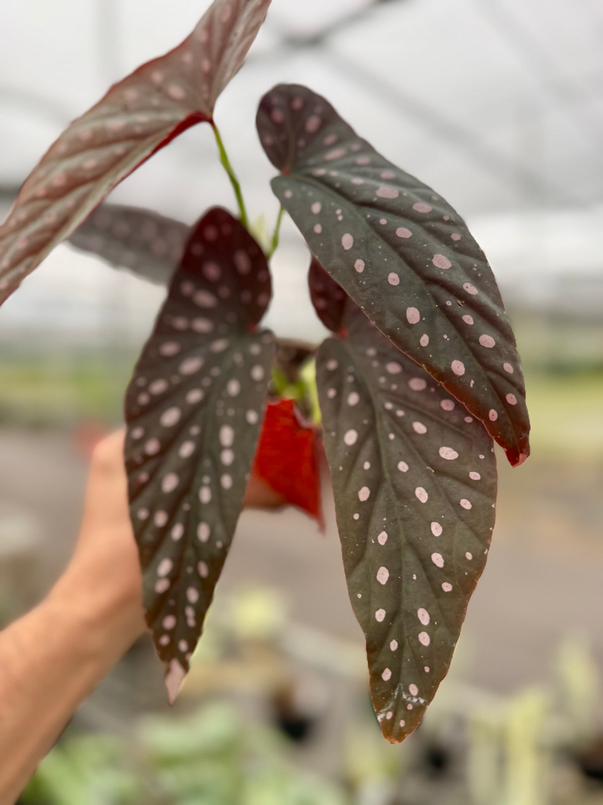 4" Begonia 'Harmony’s Dark Star'
