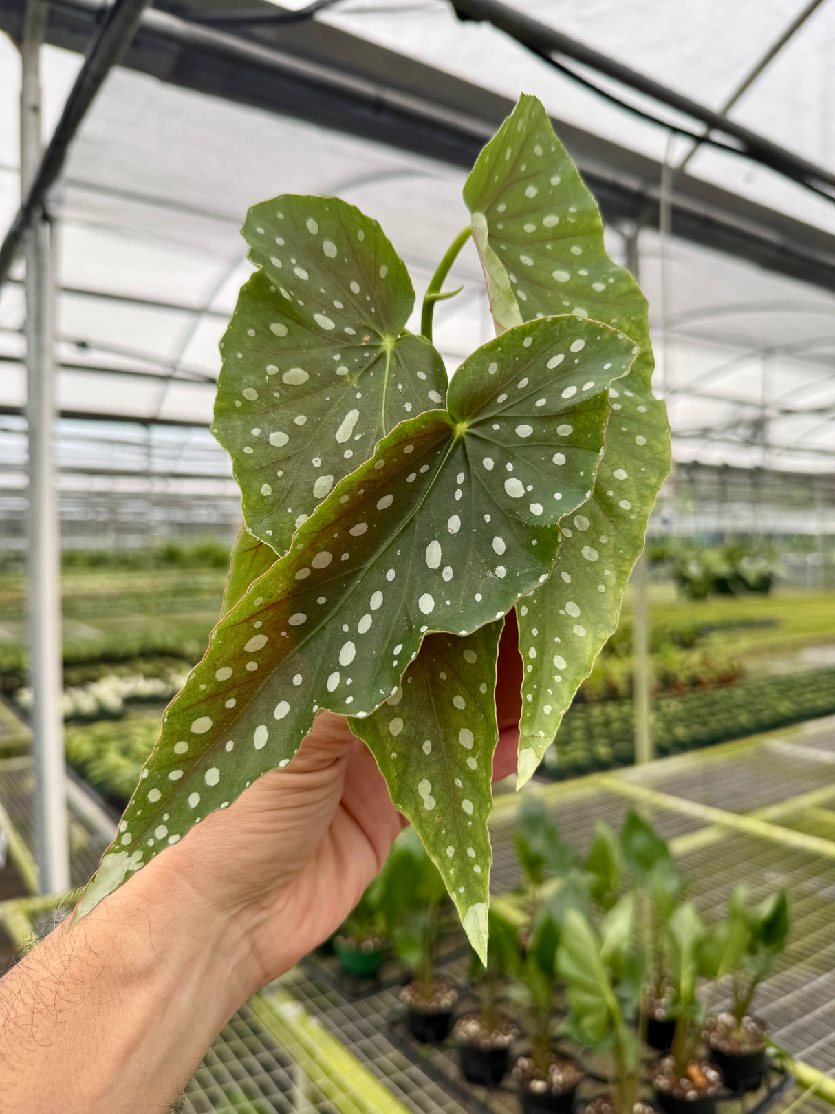 4" Begonia 'Harmony’s Legacy'