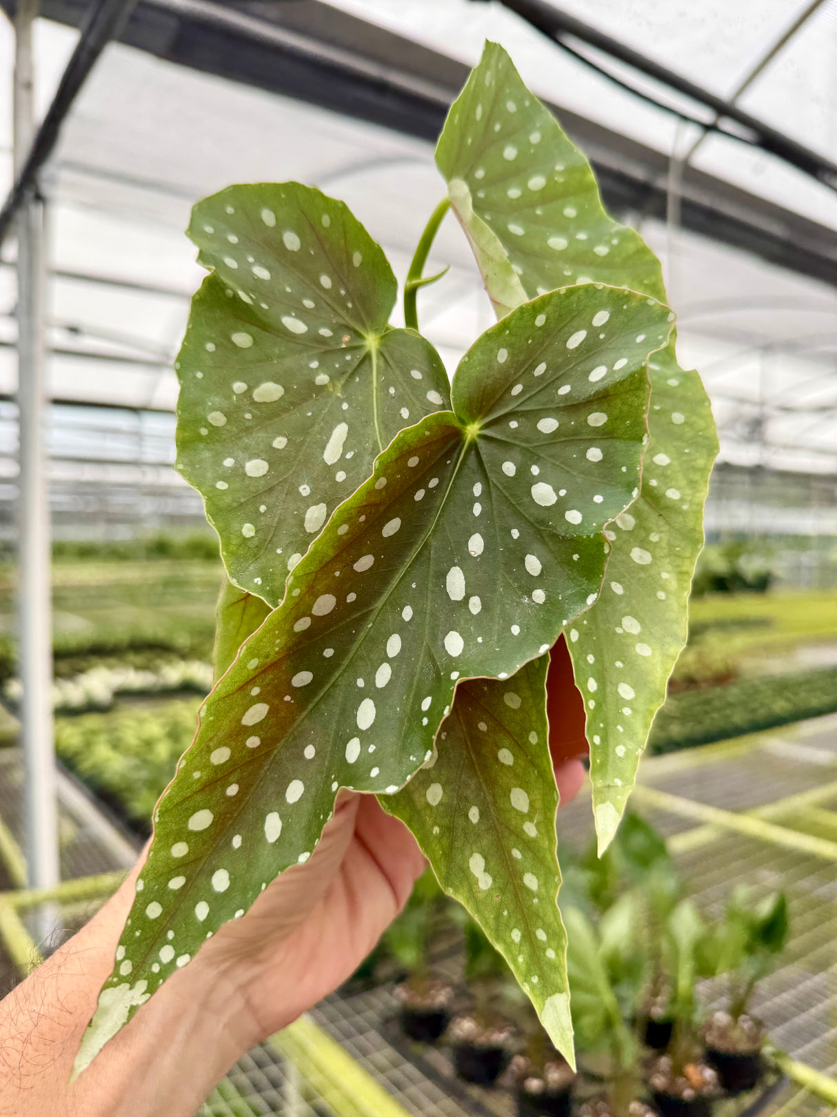 4" Begonia 'Harmony’s Legacy'