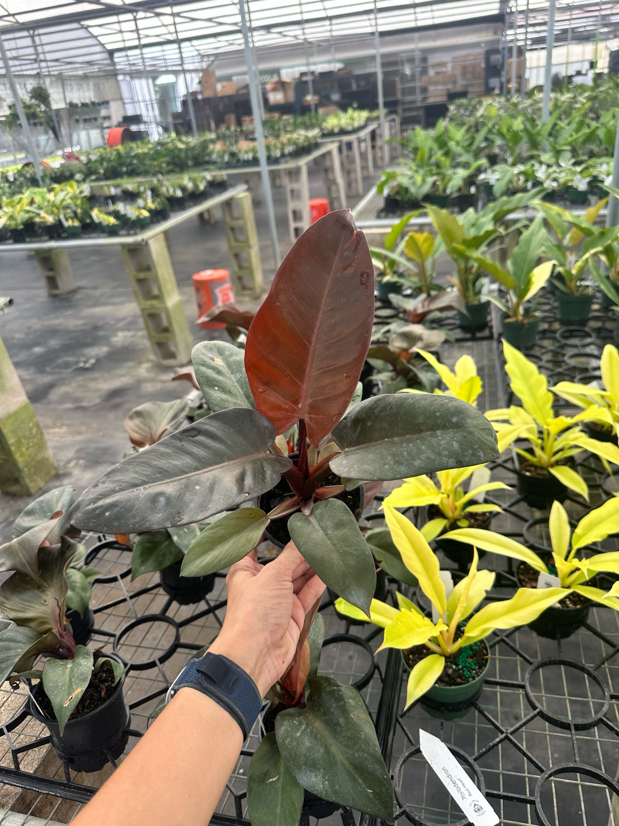 4” Philodendron ‘Black Cardinal’