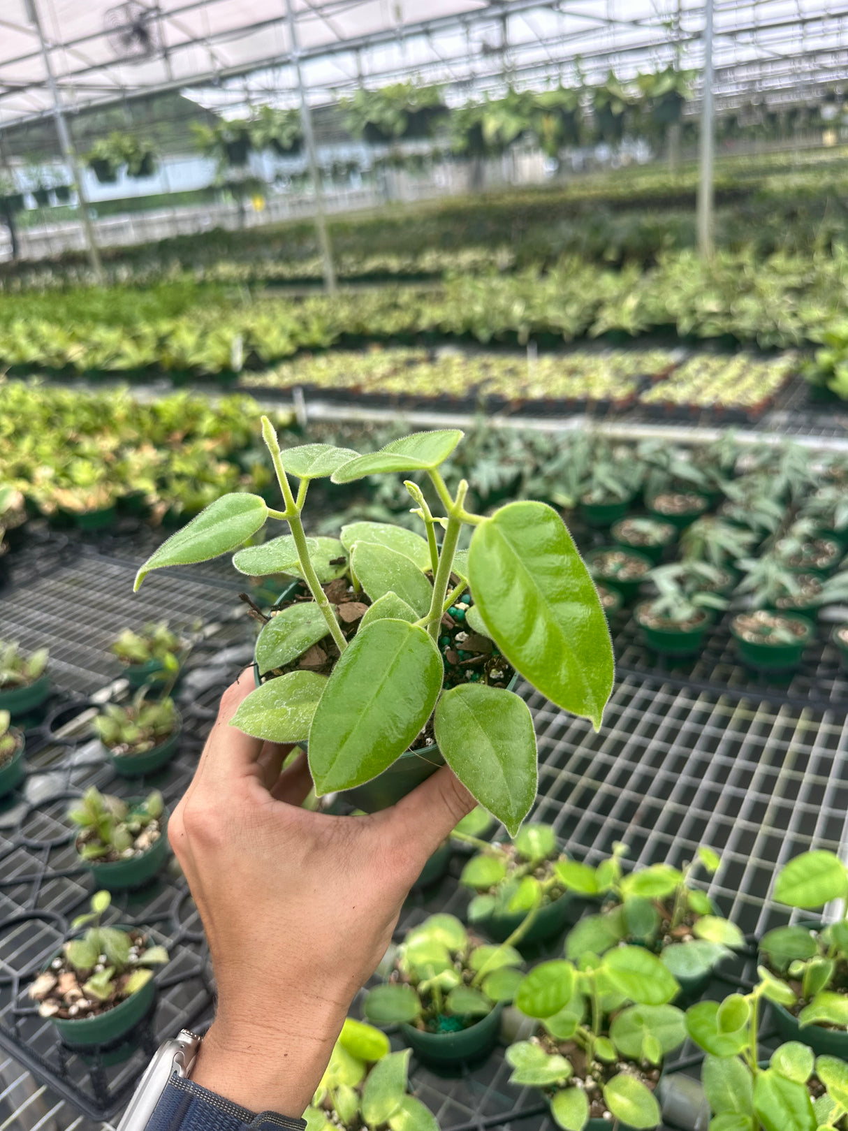 4” Hoya ciliata 'Black Flower'