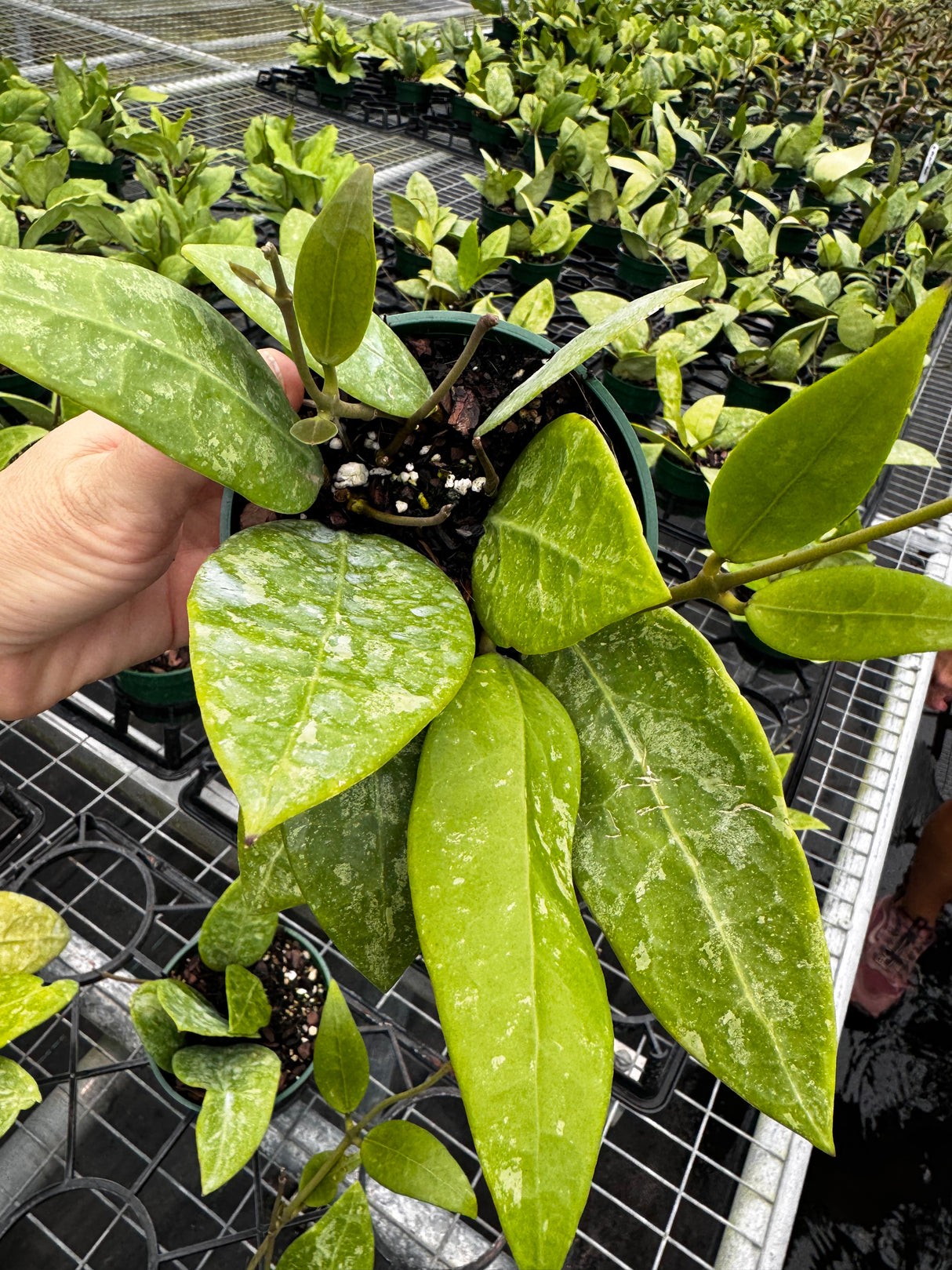 4" Hoya RHM 14-1