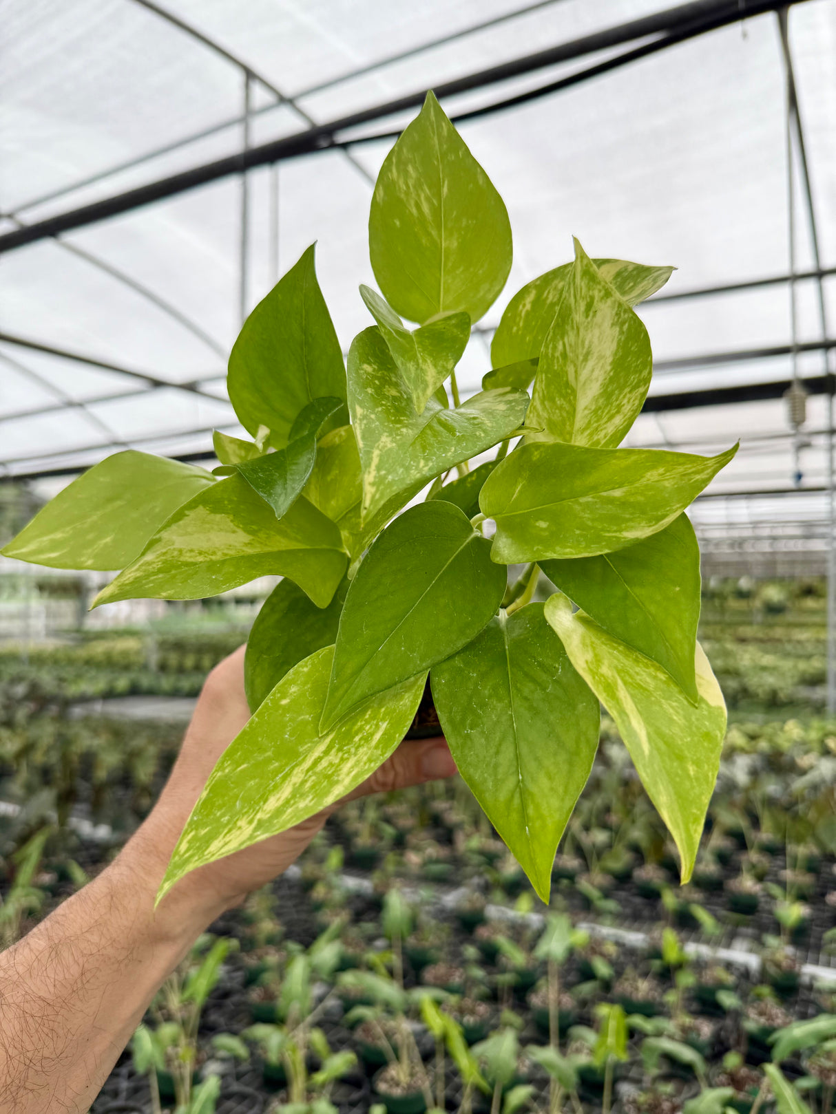 4" Pothos ‘Jessenia’