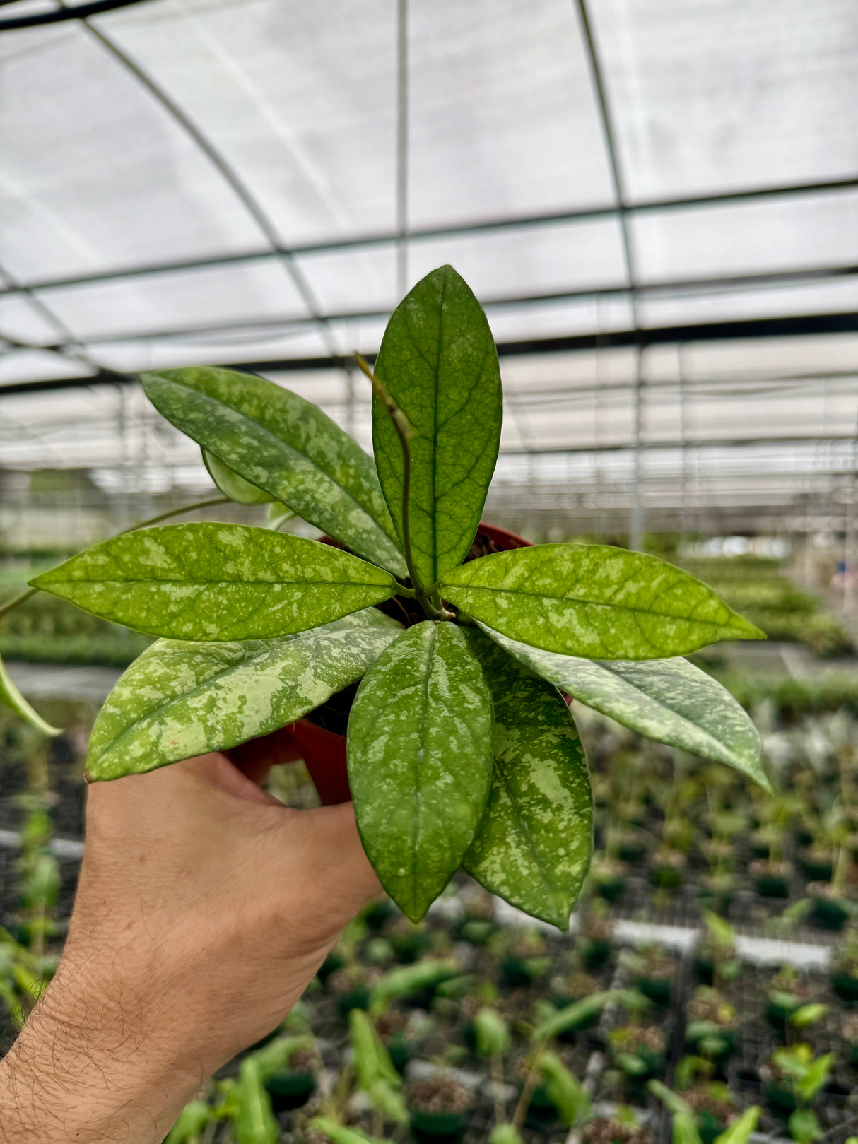 4” Hoya crassipetiolata 'Super Splash'