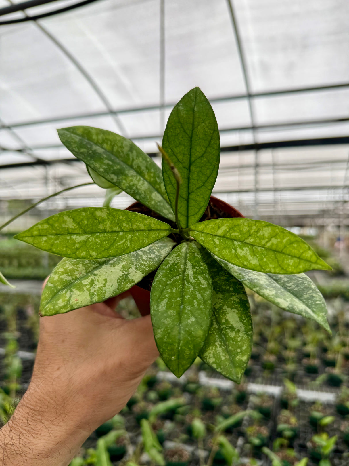 4” Hoya crassipetiolata 'Super Splash'