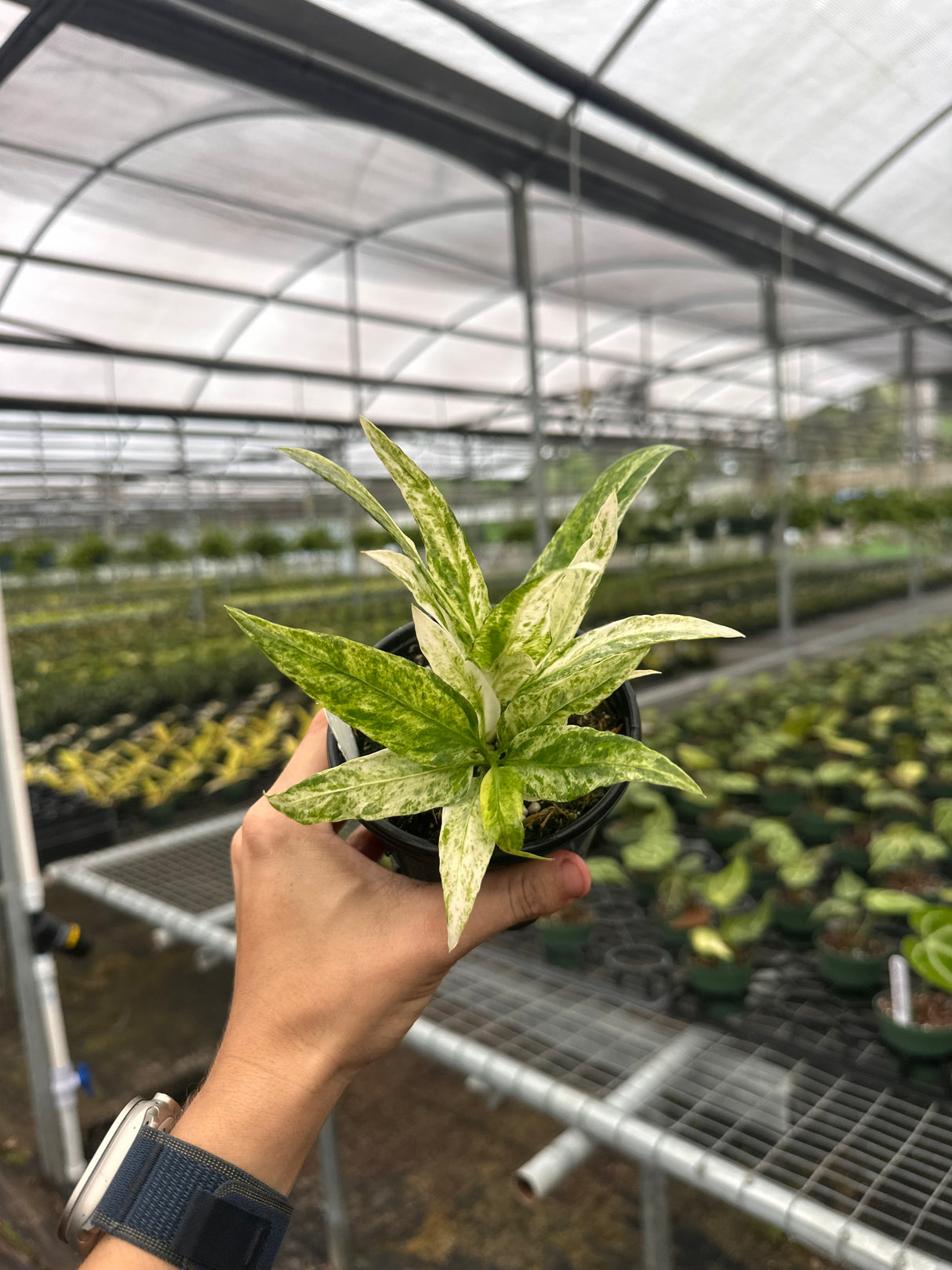4" Anthurium vittarifolium variegated