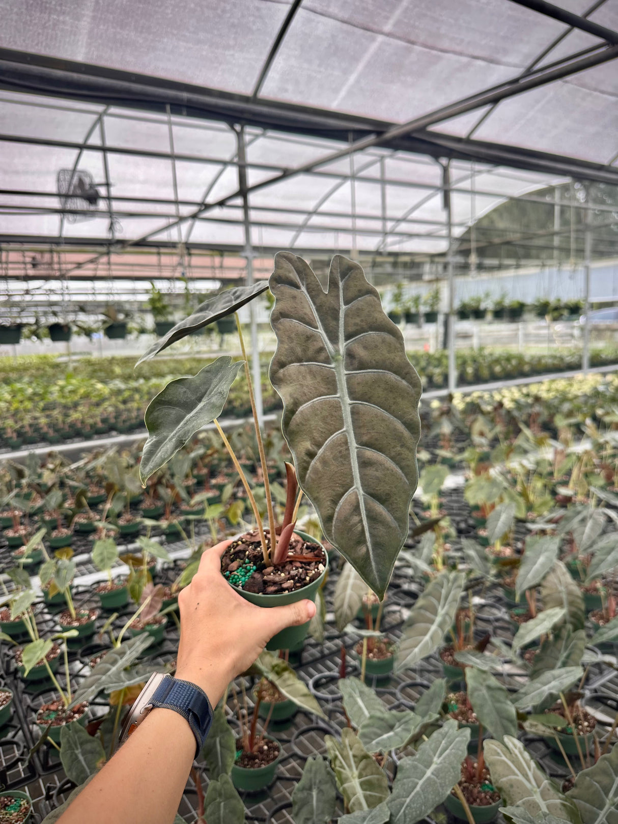 4” Alocasia chantrieri (metallica x sanderiana)