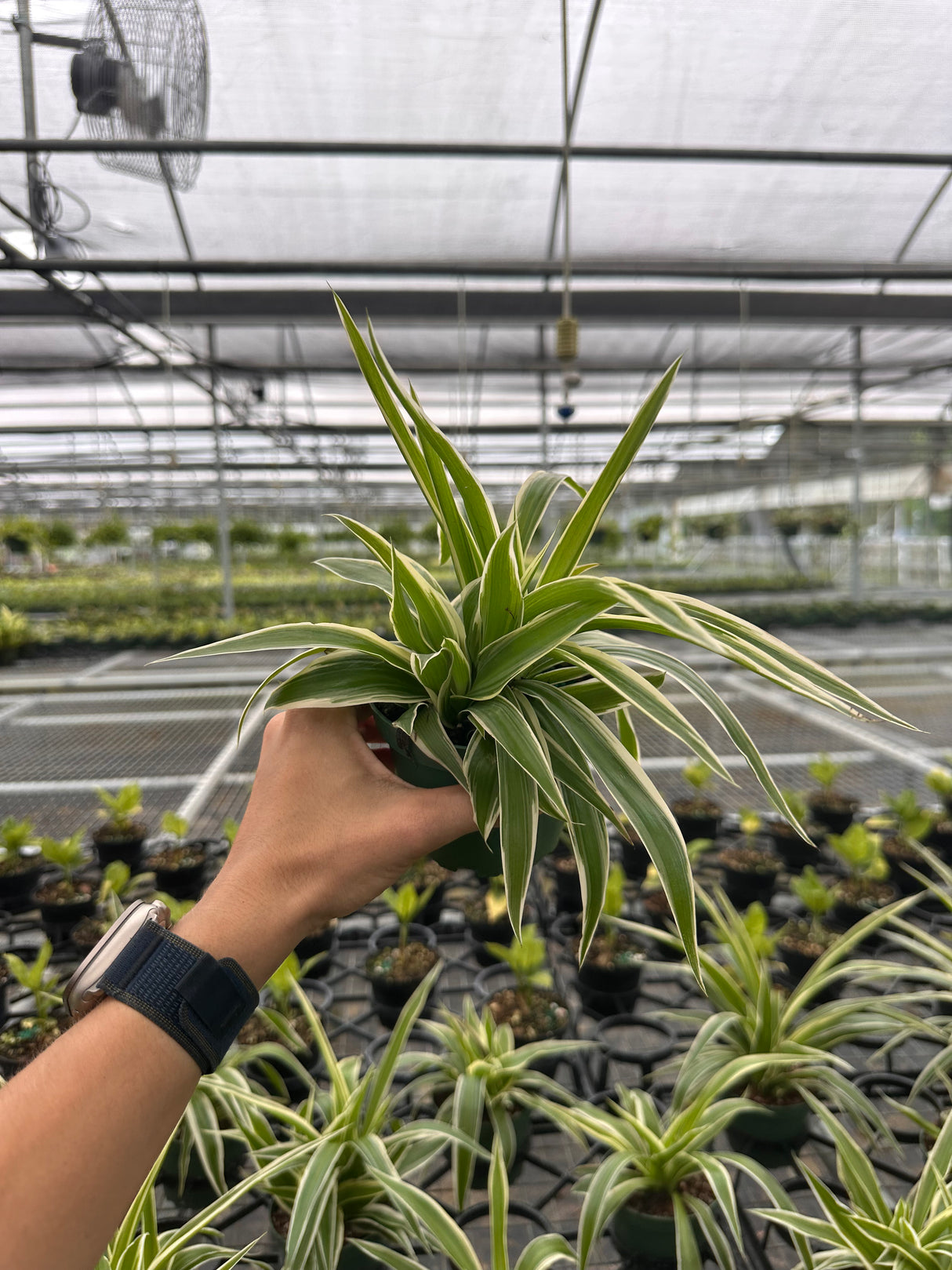 4" 'Spider Plant' outer variegated