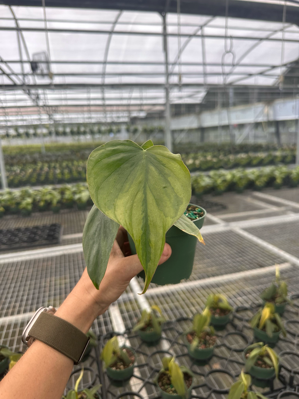 4” Philodendron sp. Colombia ‘El Guapo’ variegated