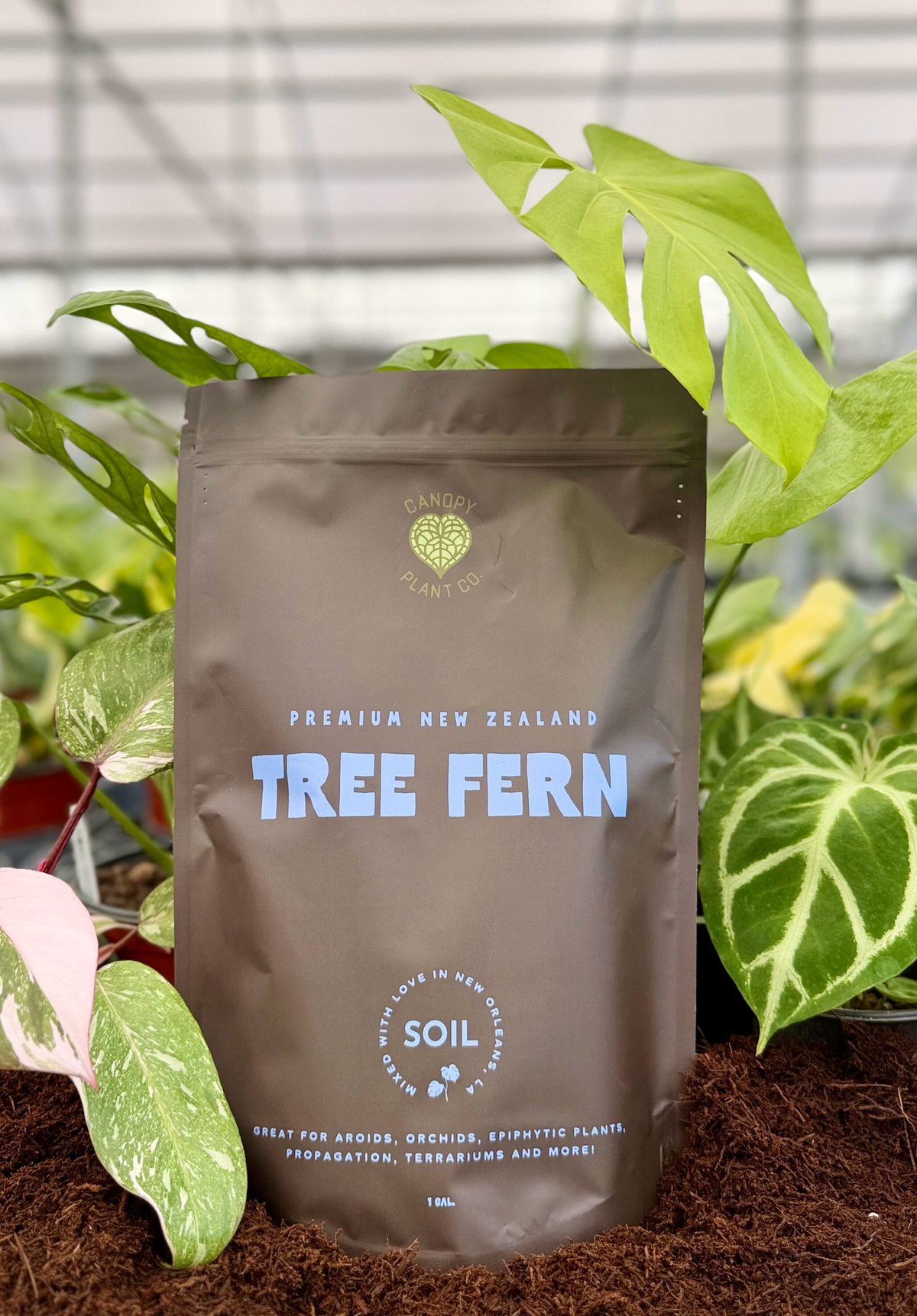 Premium New Zealand Tree Fern (1 gallon)