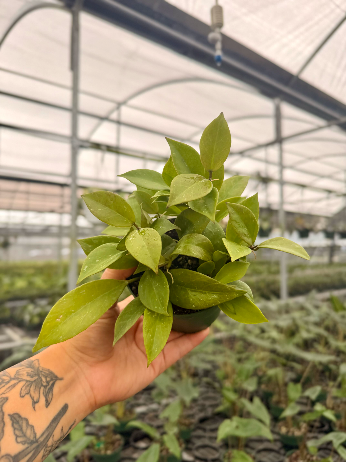 4” Hoya ‘Sunrise’