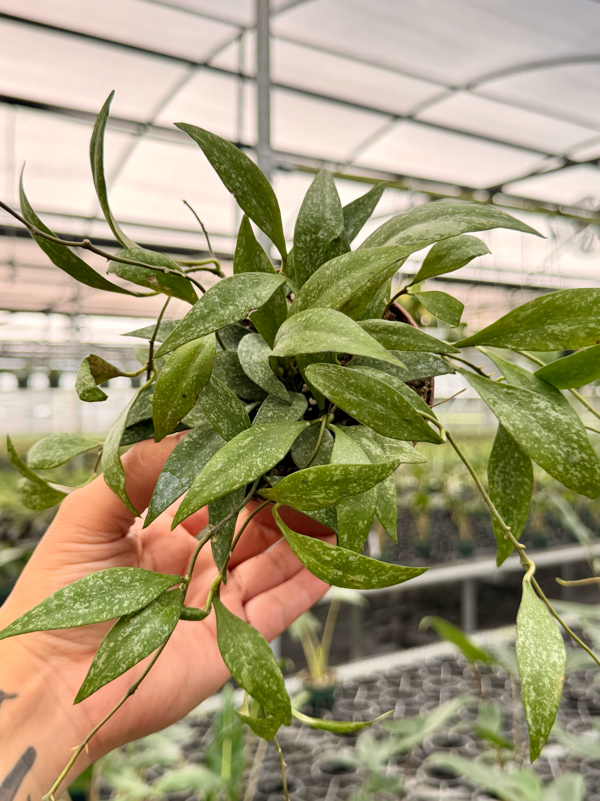 4" Hoya parviflora 'Splash'