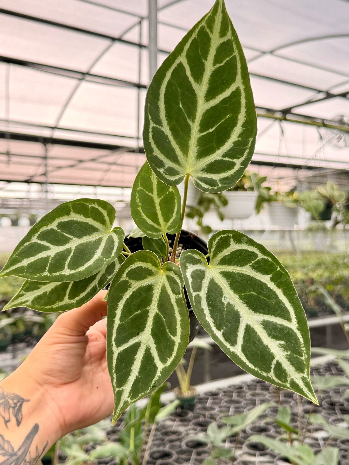 4” Anthurium ‘Silver Blush’
