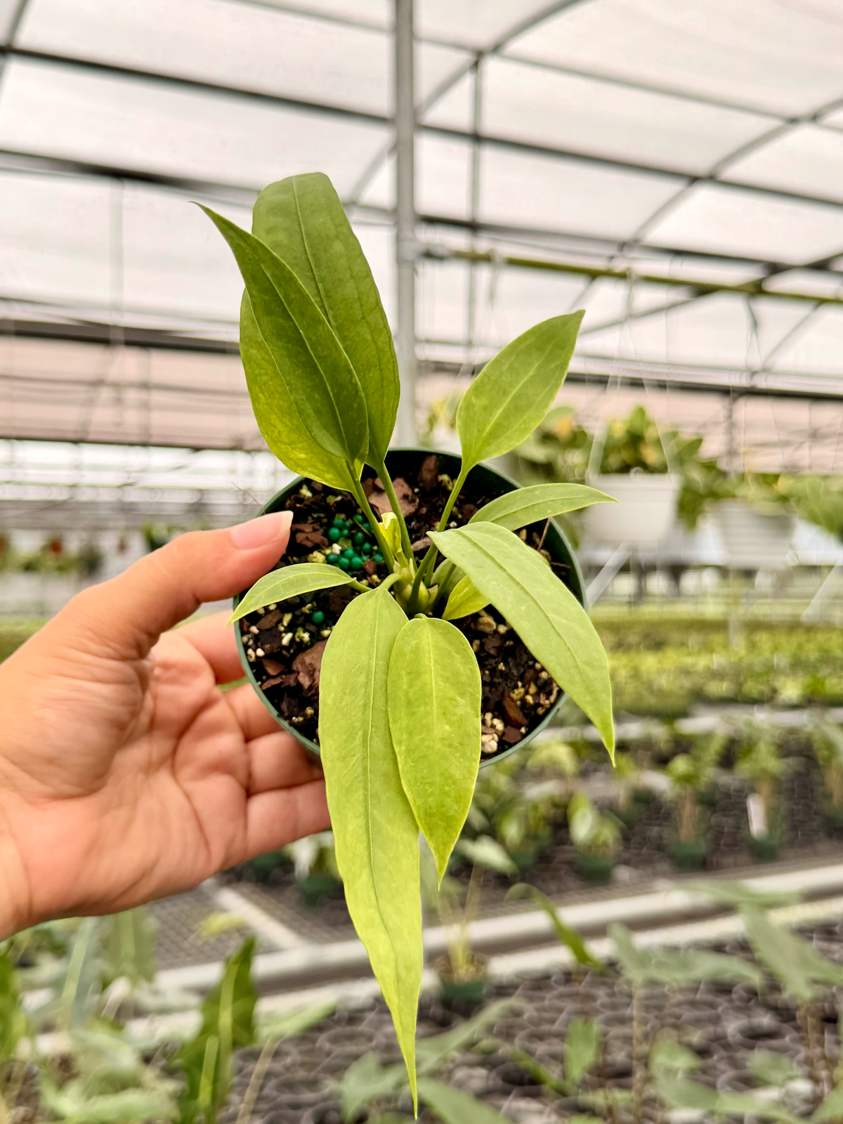 4" Anthurium vittarifolium