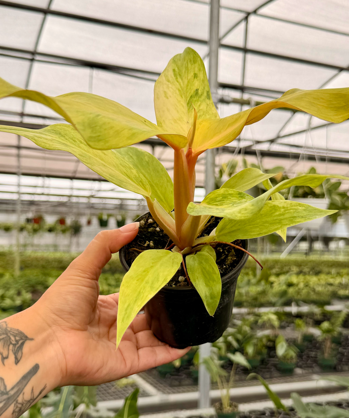 4” Philodendron ‘Orange Marmalade’