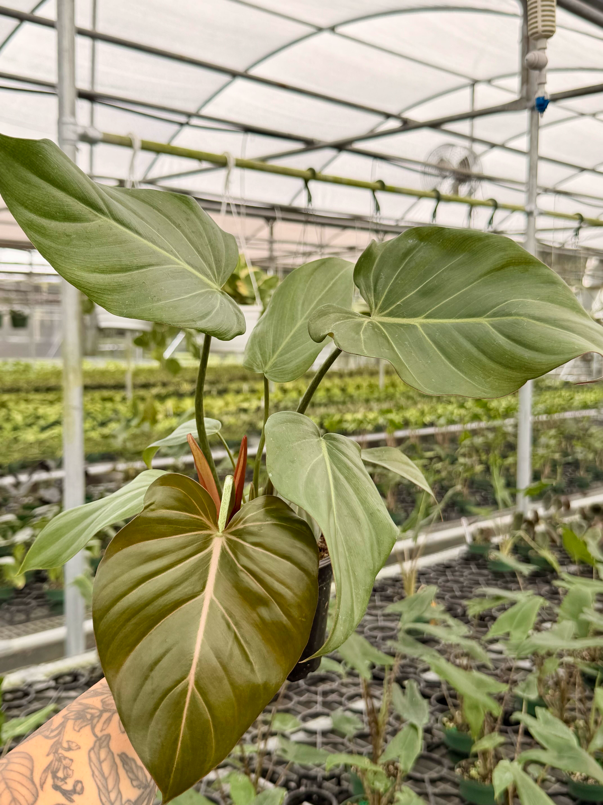 4" Philodendron 'Summer Glory'