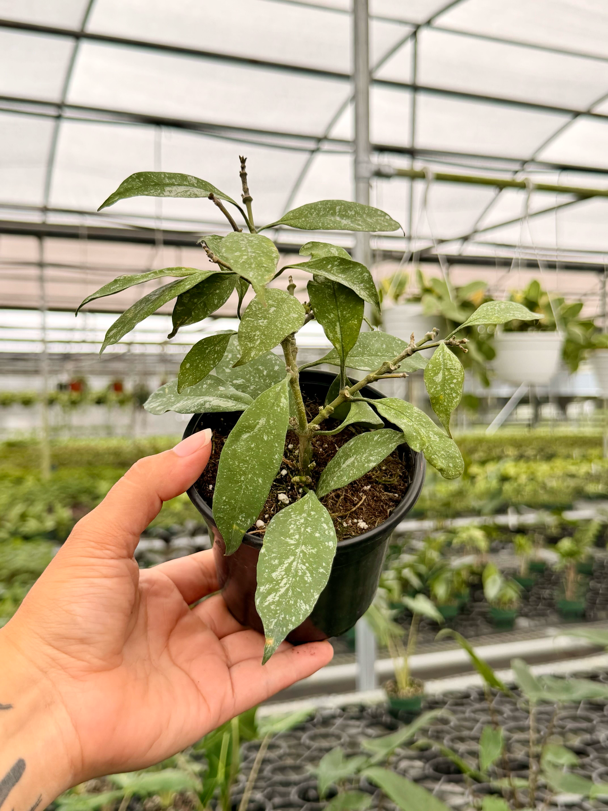 4” Hoya multiflora 'Splash'
