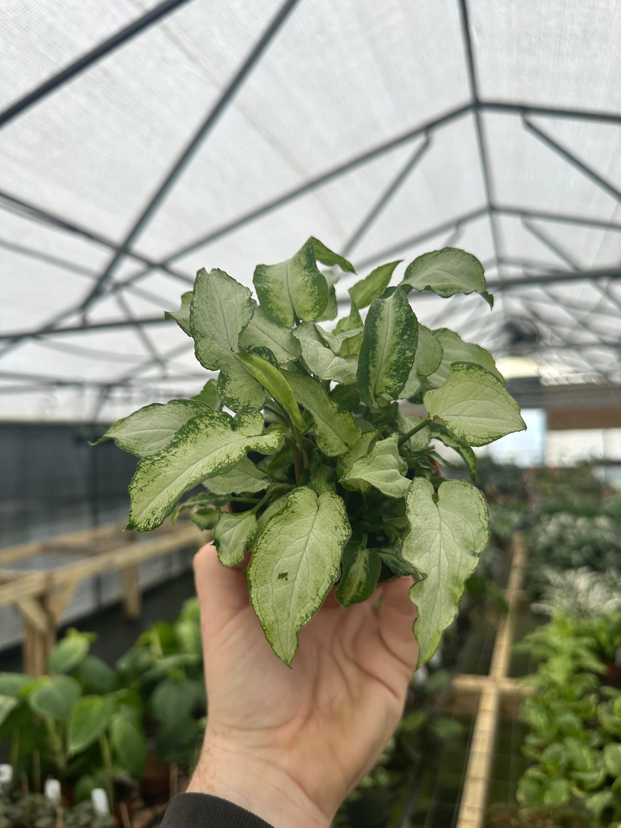 4” Syngonium Three Kings - Canopy Plant Co.