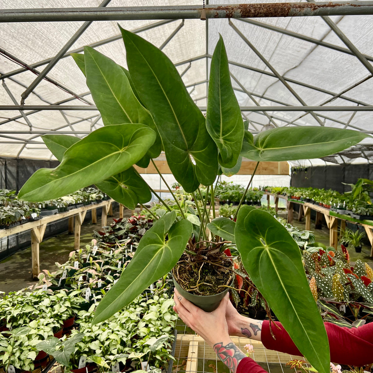 anthurium palenquense 6" Anthurium verapazense
