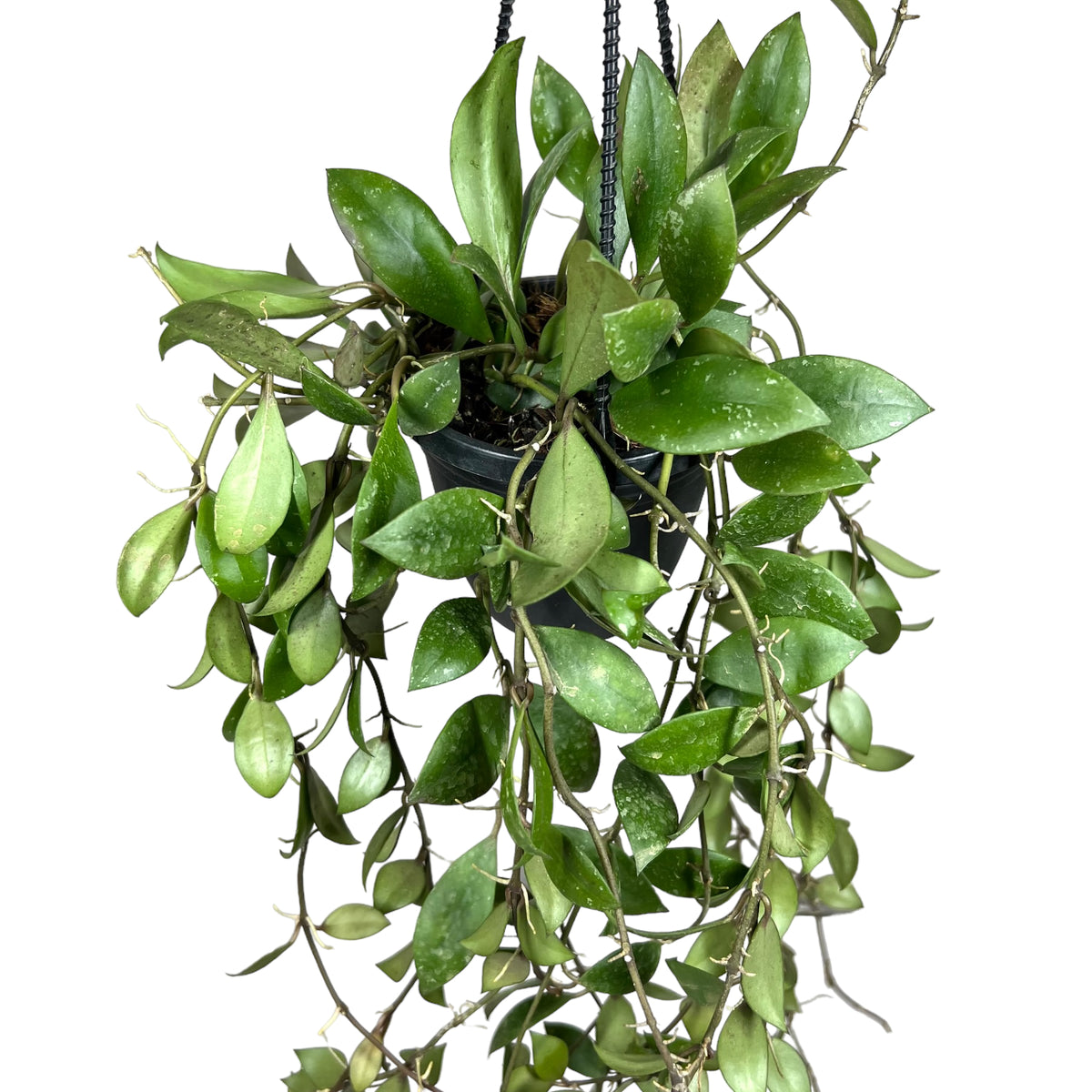 4" Hoya sipitangensis hanging basket Canopy Plant Co.