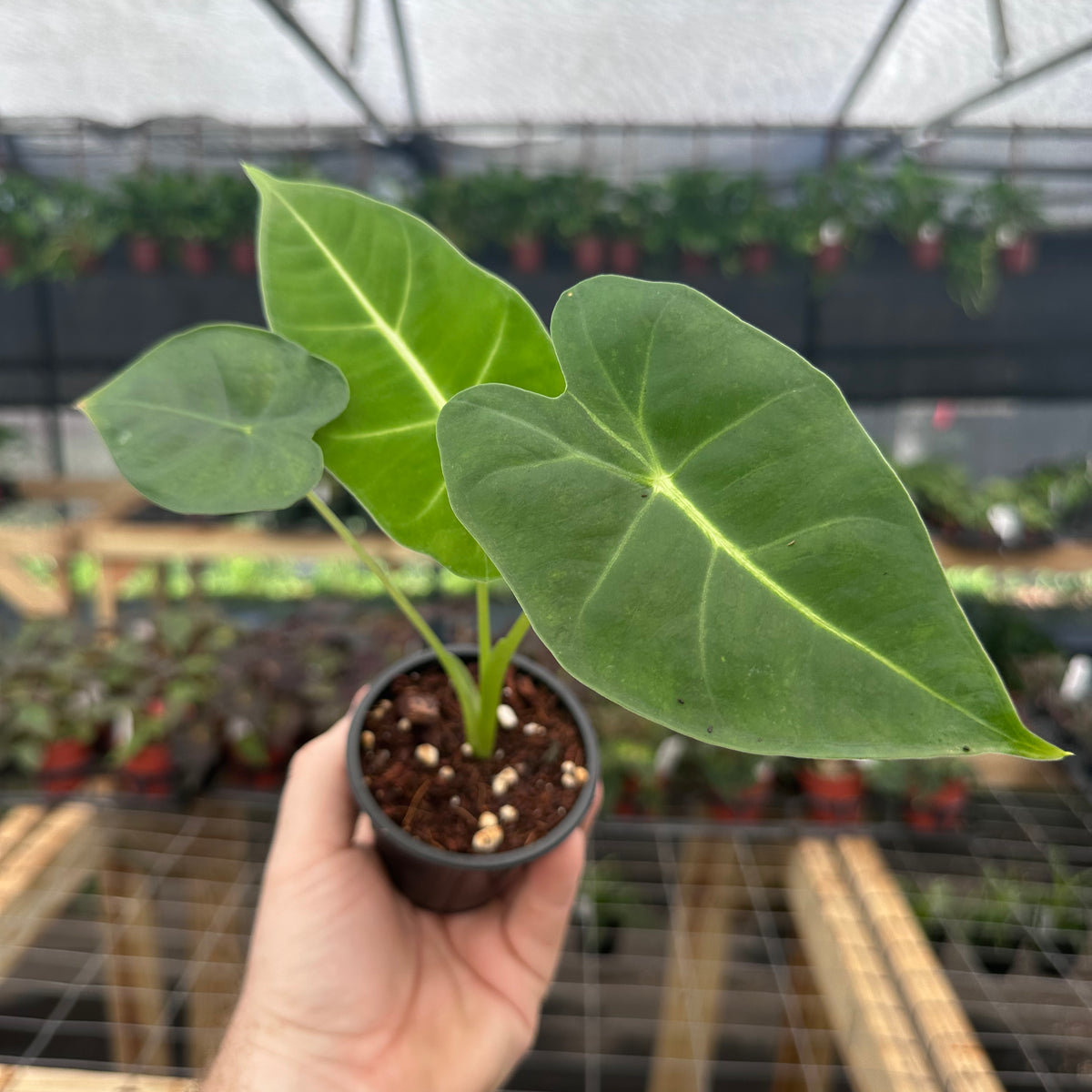 anthurium frydek 4” Alocasia ‘Frydek’ (micholitziana)