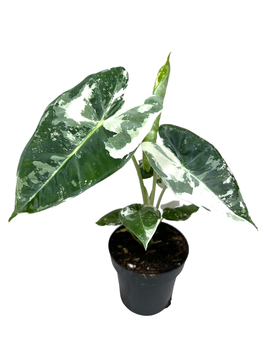 4” Alocasia Frydek Variegated – Canopy Plant Co.