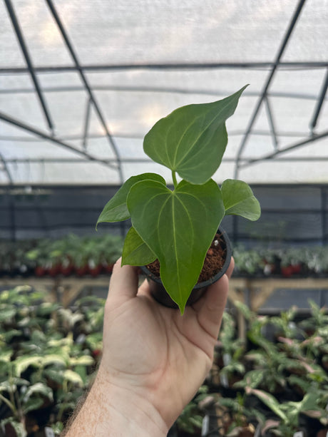2” Anthurium 'Delta Force' - Canopy Plant Co.
