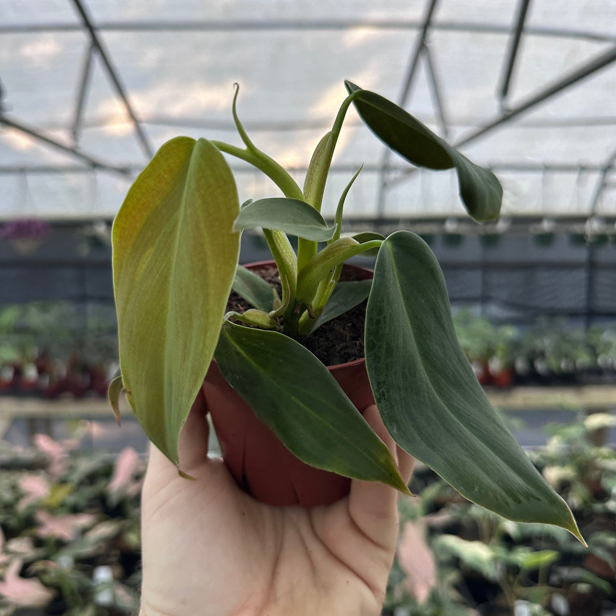 4” Philodendron gigas – Canopy Plant Co