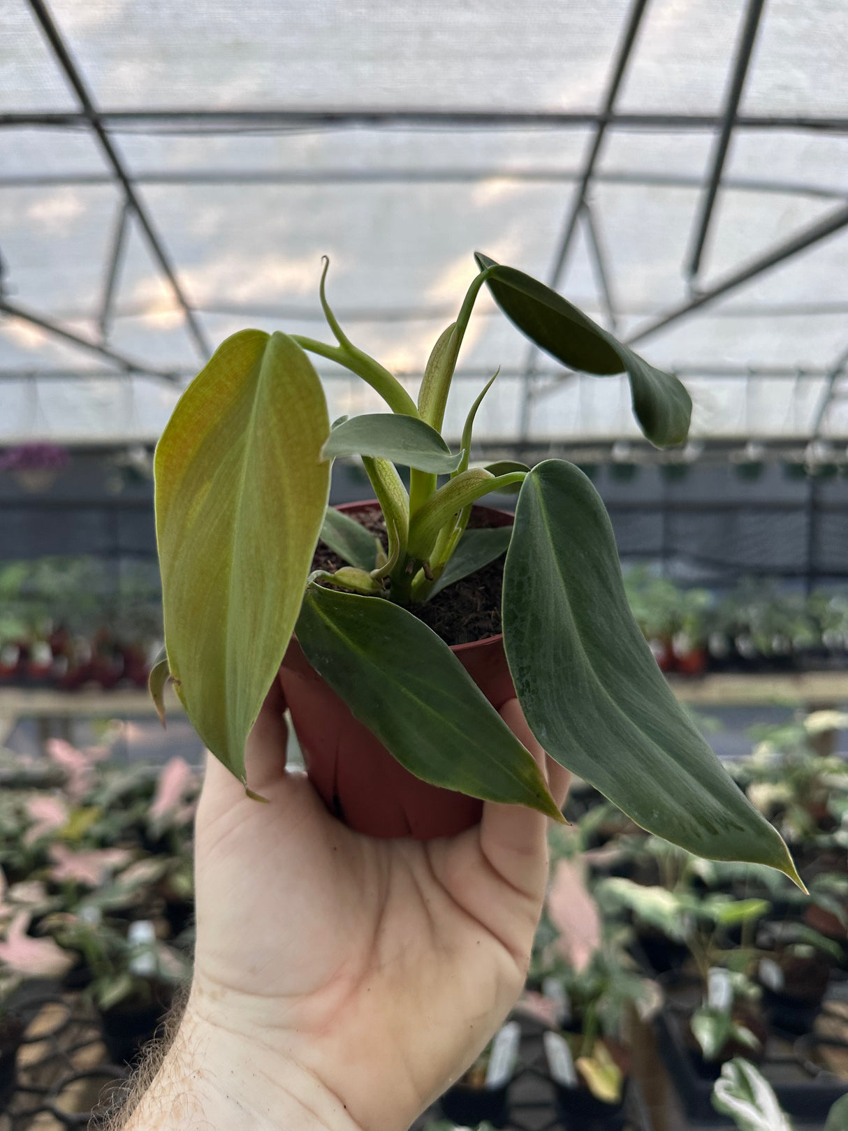 4” Philodendron gigas - Canopy Plant Co.