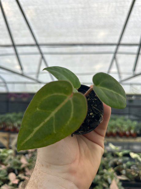 2” Anthurium 'Ace of Spades' - Canopy Plant Co.