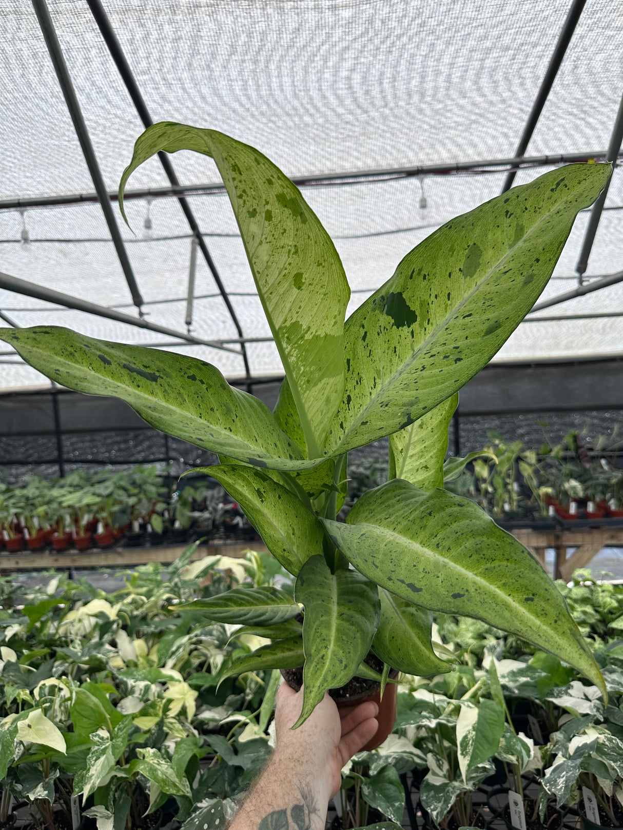 6” Dieffenbachia ‘Maui Wowie’ - Canopy Plant Co.