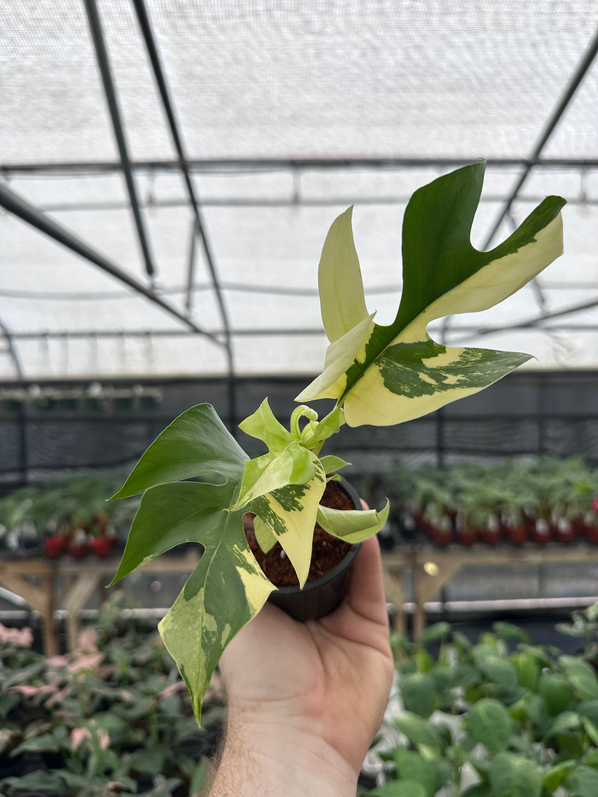 3” Rhaphidophora tetrasperma variegated - Canopy Plant Co.