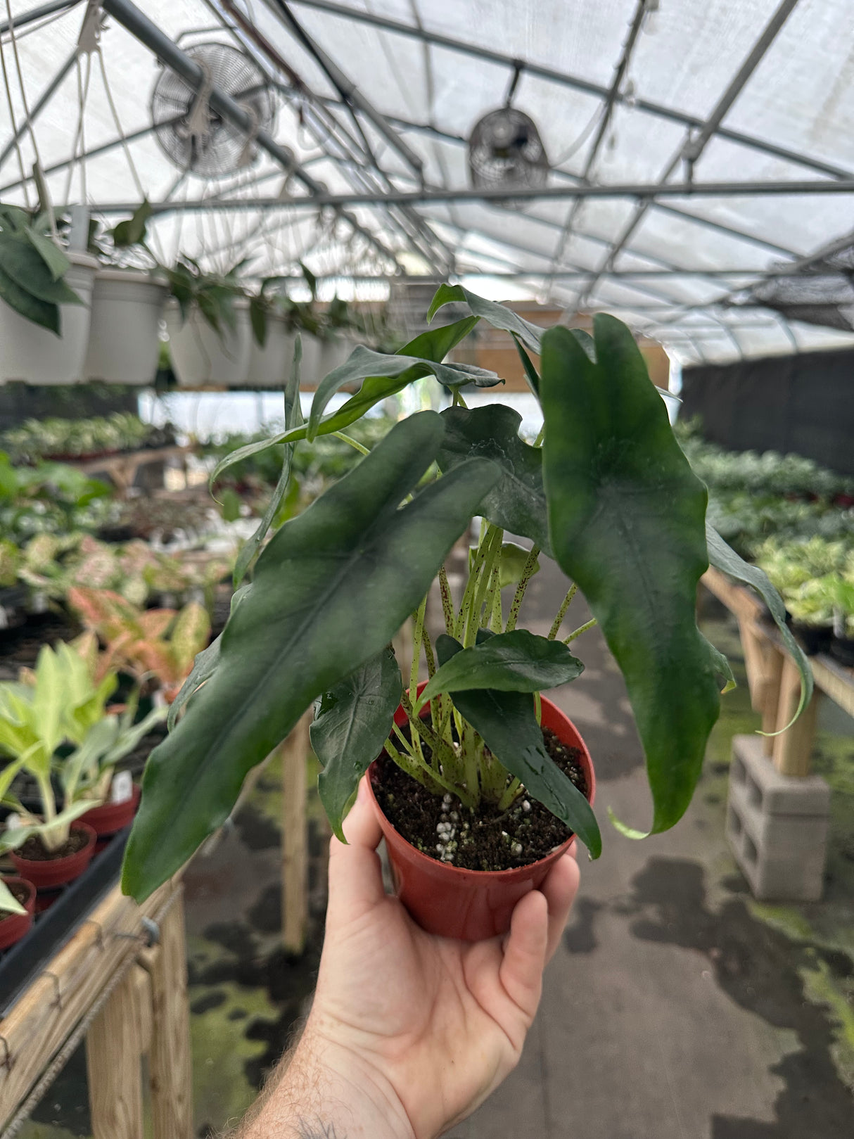 4” Alocasia princeps - Canopy Plant Co.
