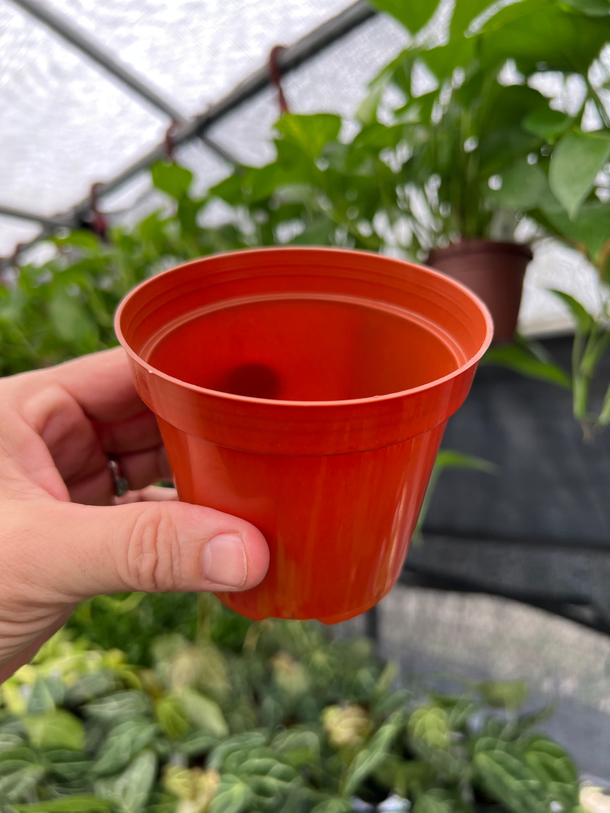 4" Grow Pot (5 pack) - Canopy Plant Co.