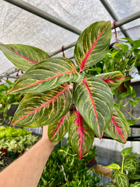 4” Aglaonema 'Black Dragon' - Canopy Plant Co.
