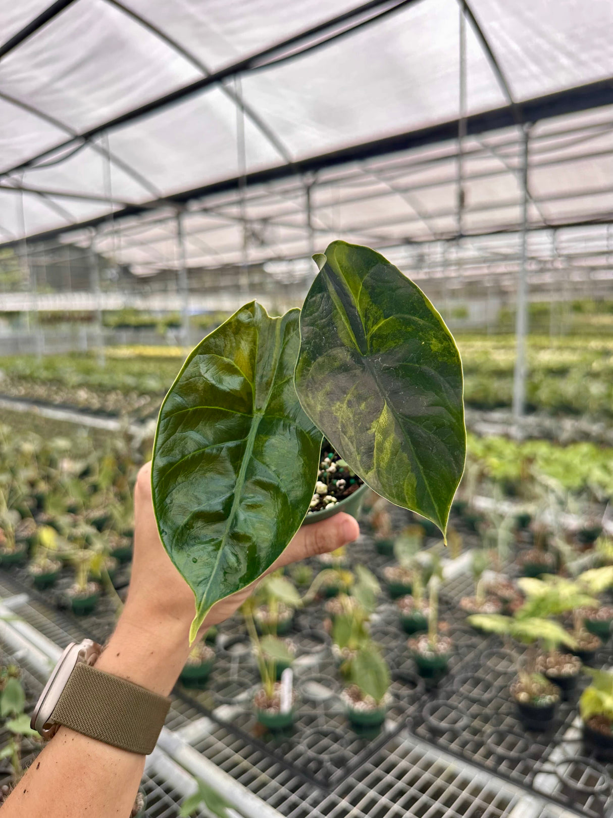 alocasia green unicorn variegated 1